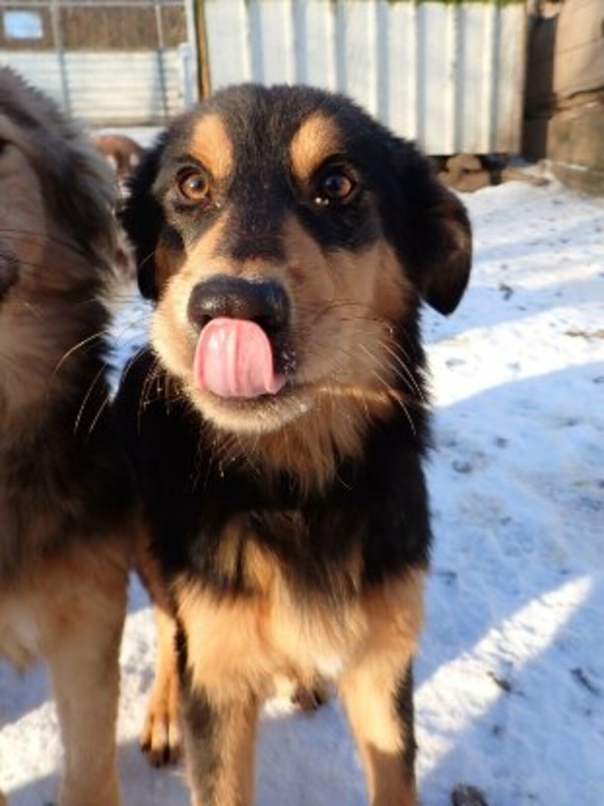 Adoption Clover