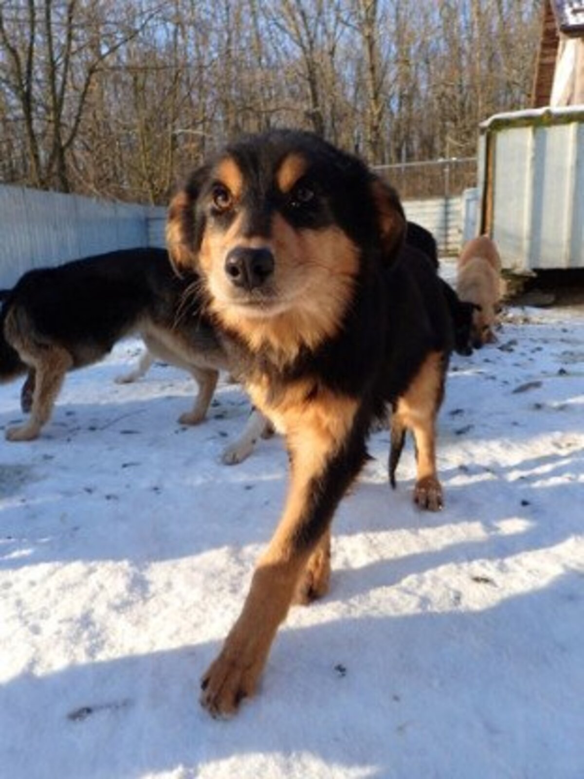 Adoption Clover