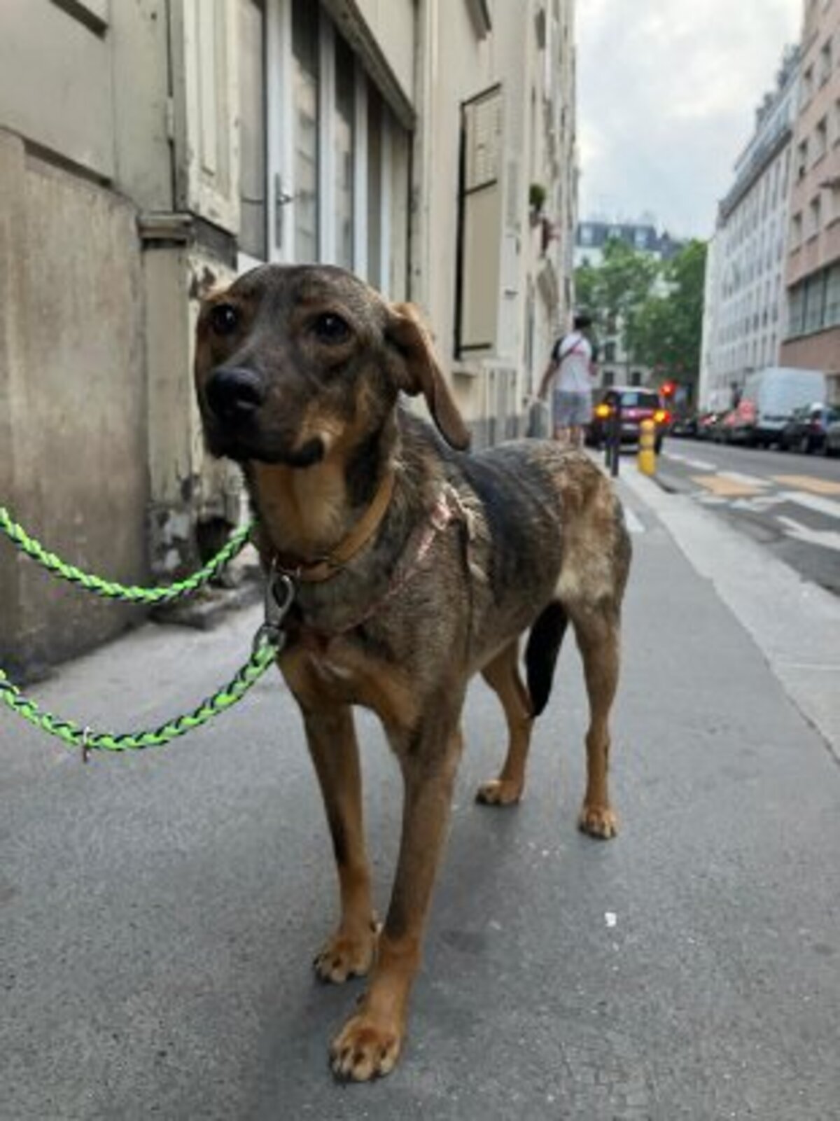 Adoption Coco