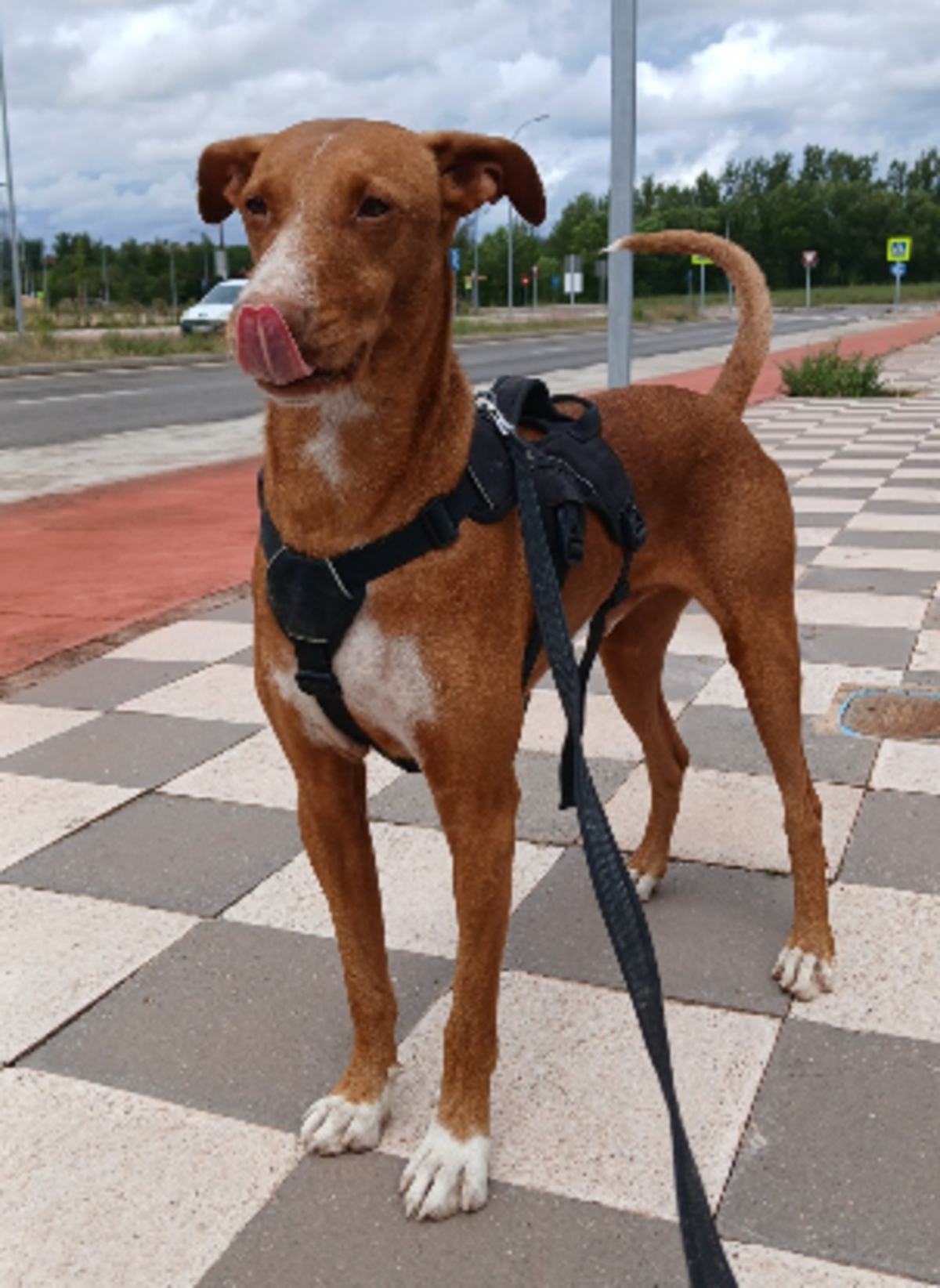Adoption Coco