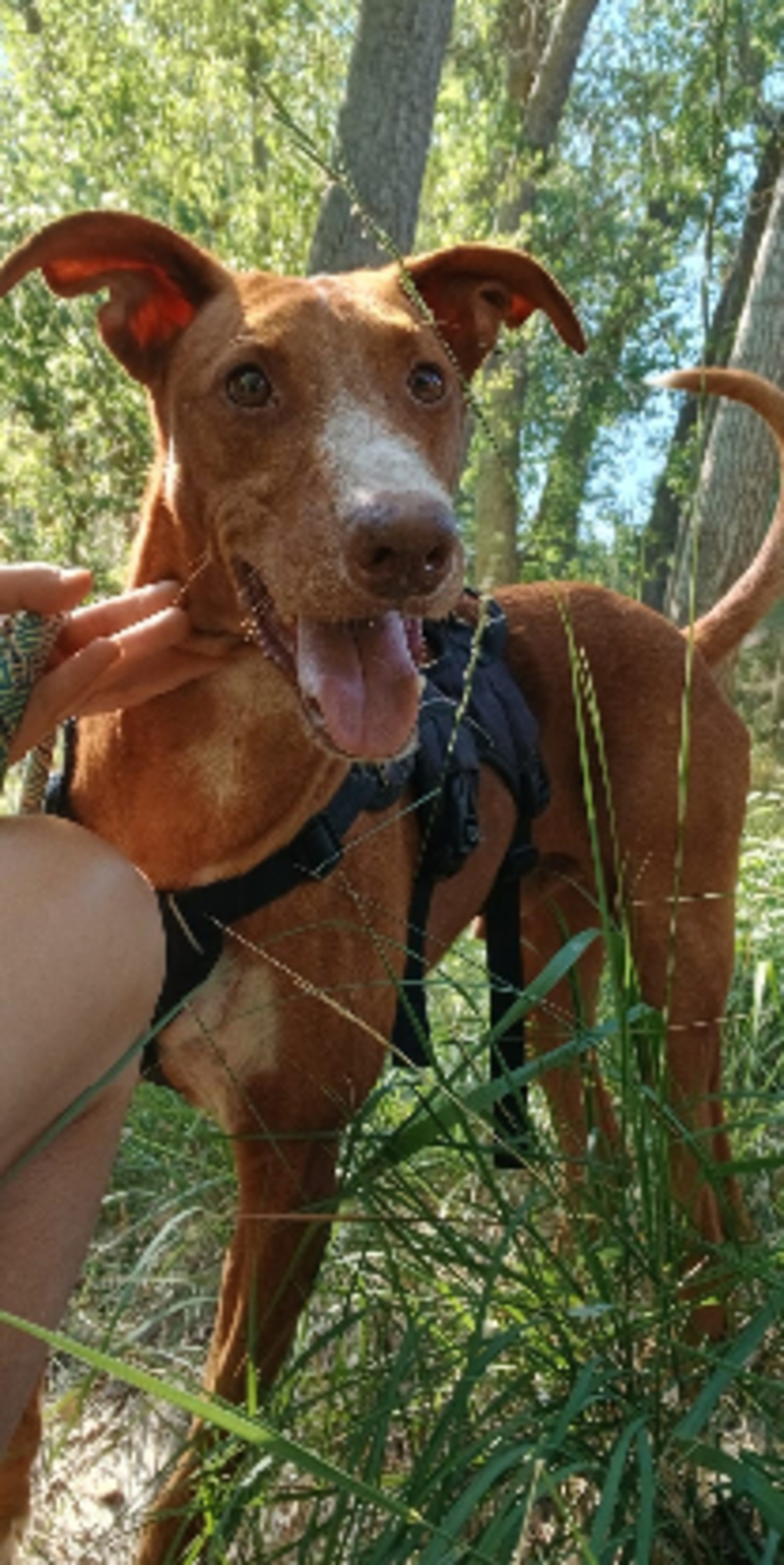 Adoption Coco