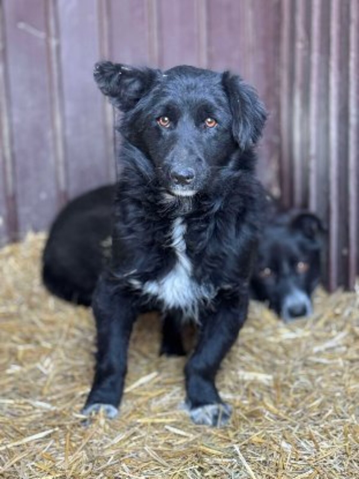 Adoption Cocoh