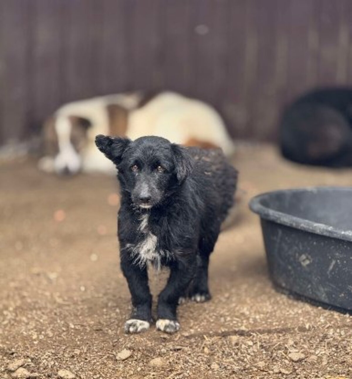 Adoption Cocoh
