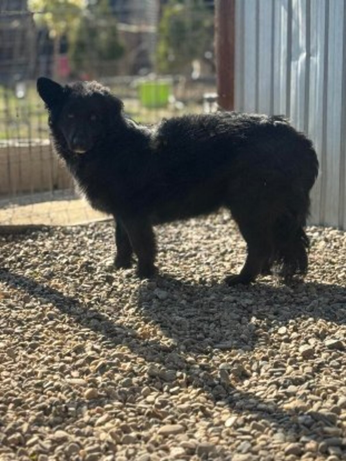 Adoption Cocoh