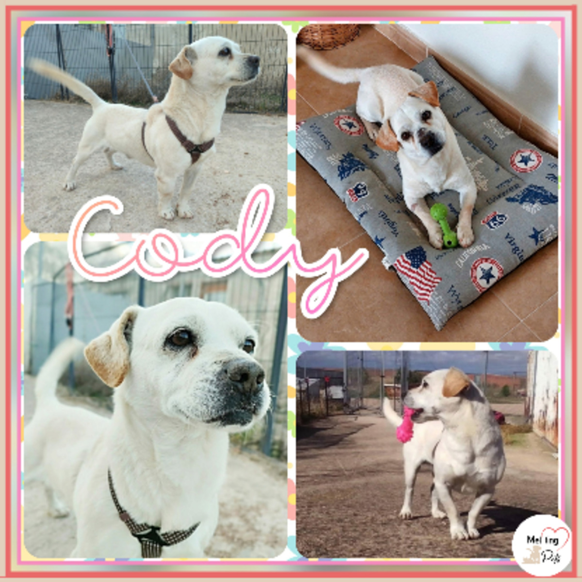 Adoption Cody