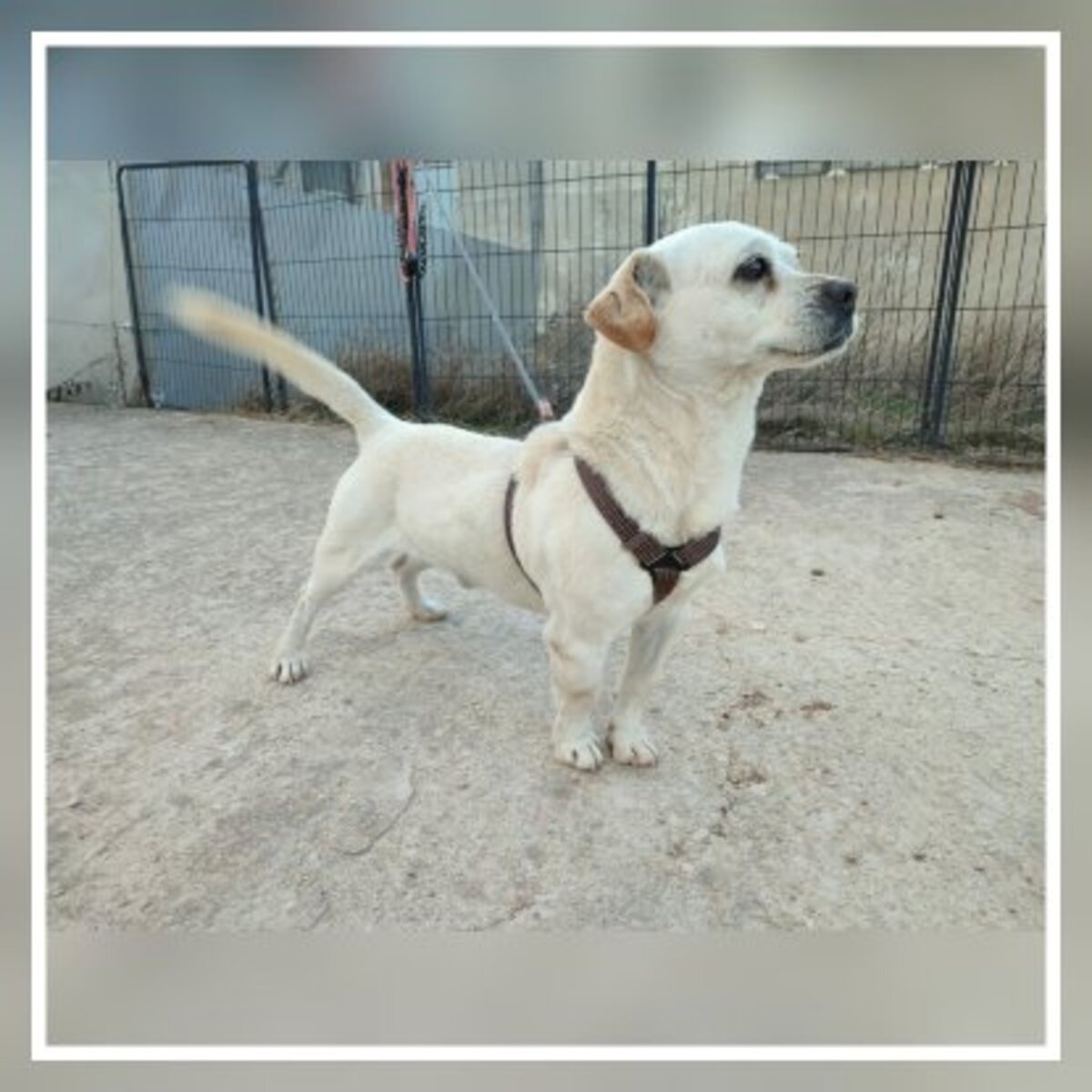 Adoption Cody