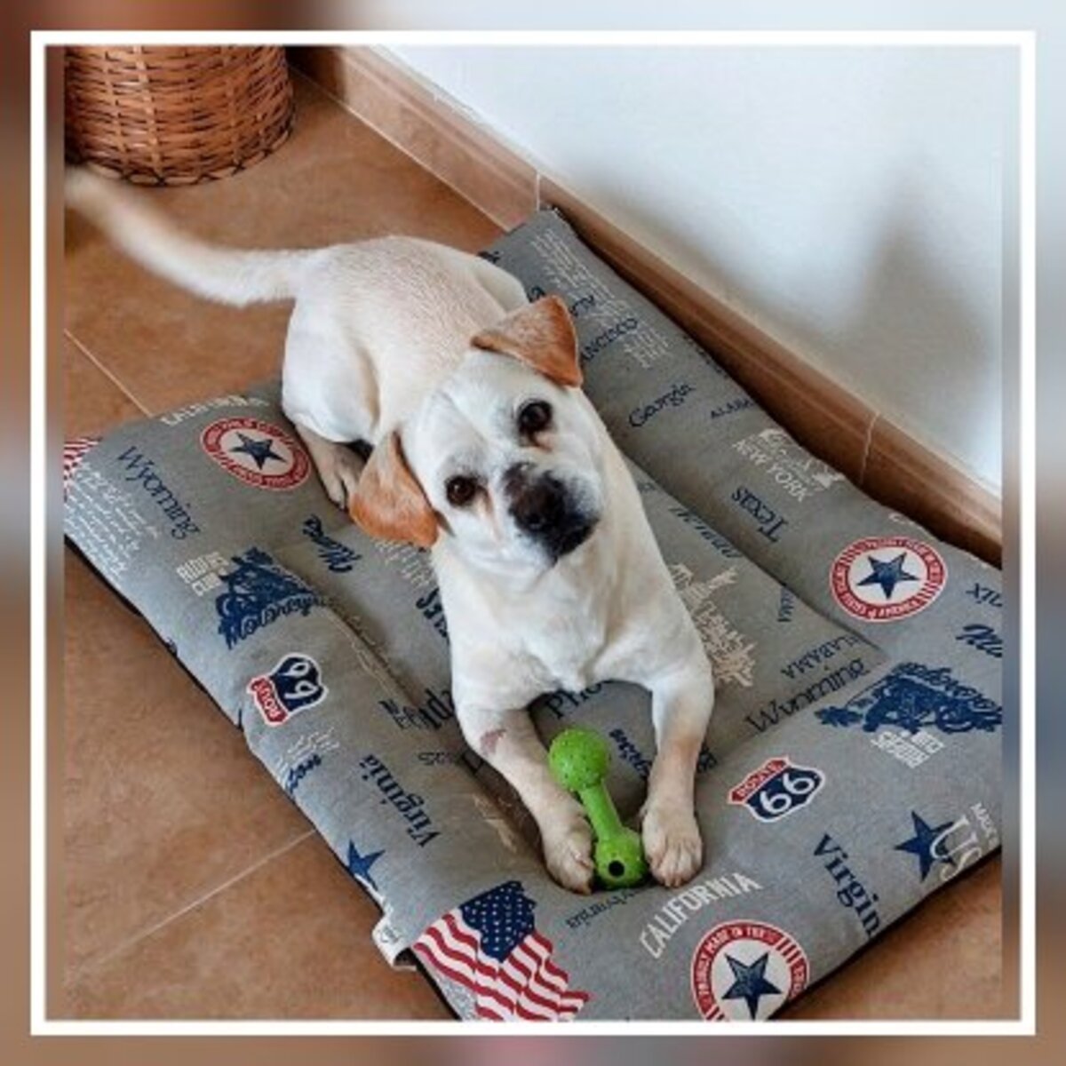 Adoption Cody