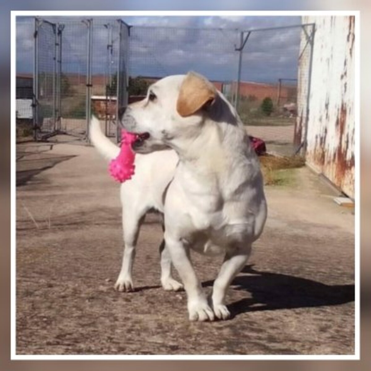 Adoption Cody