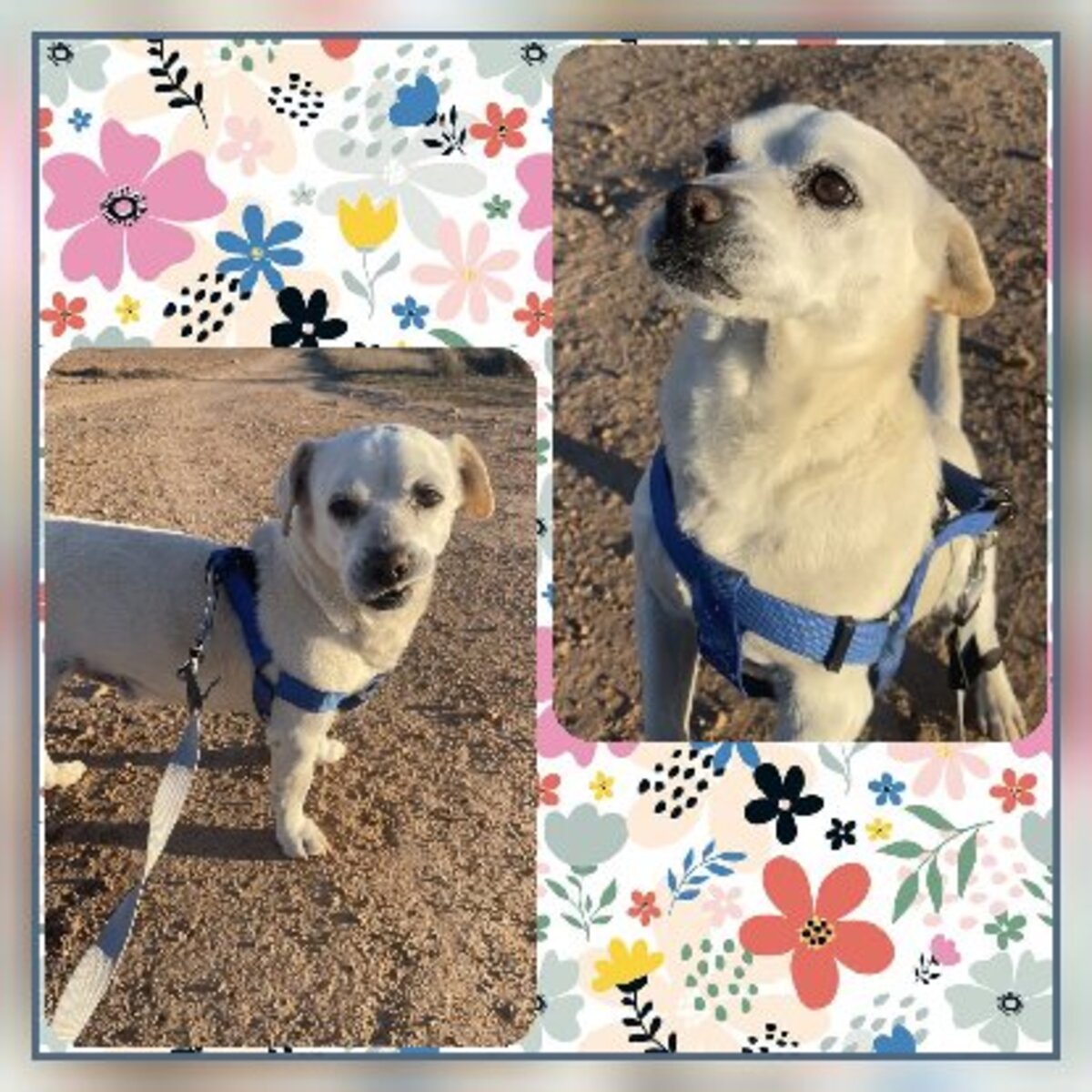 Adoption Cody
