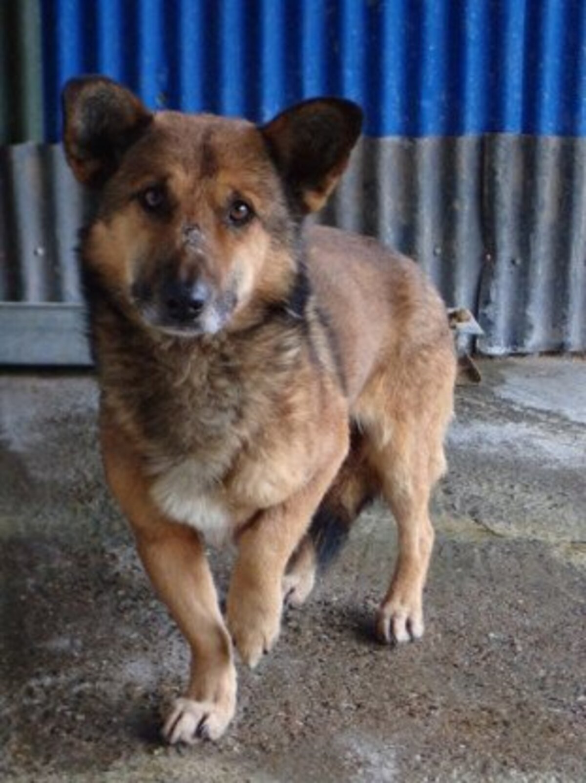 Adoption Comak