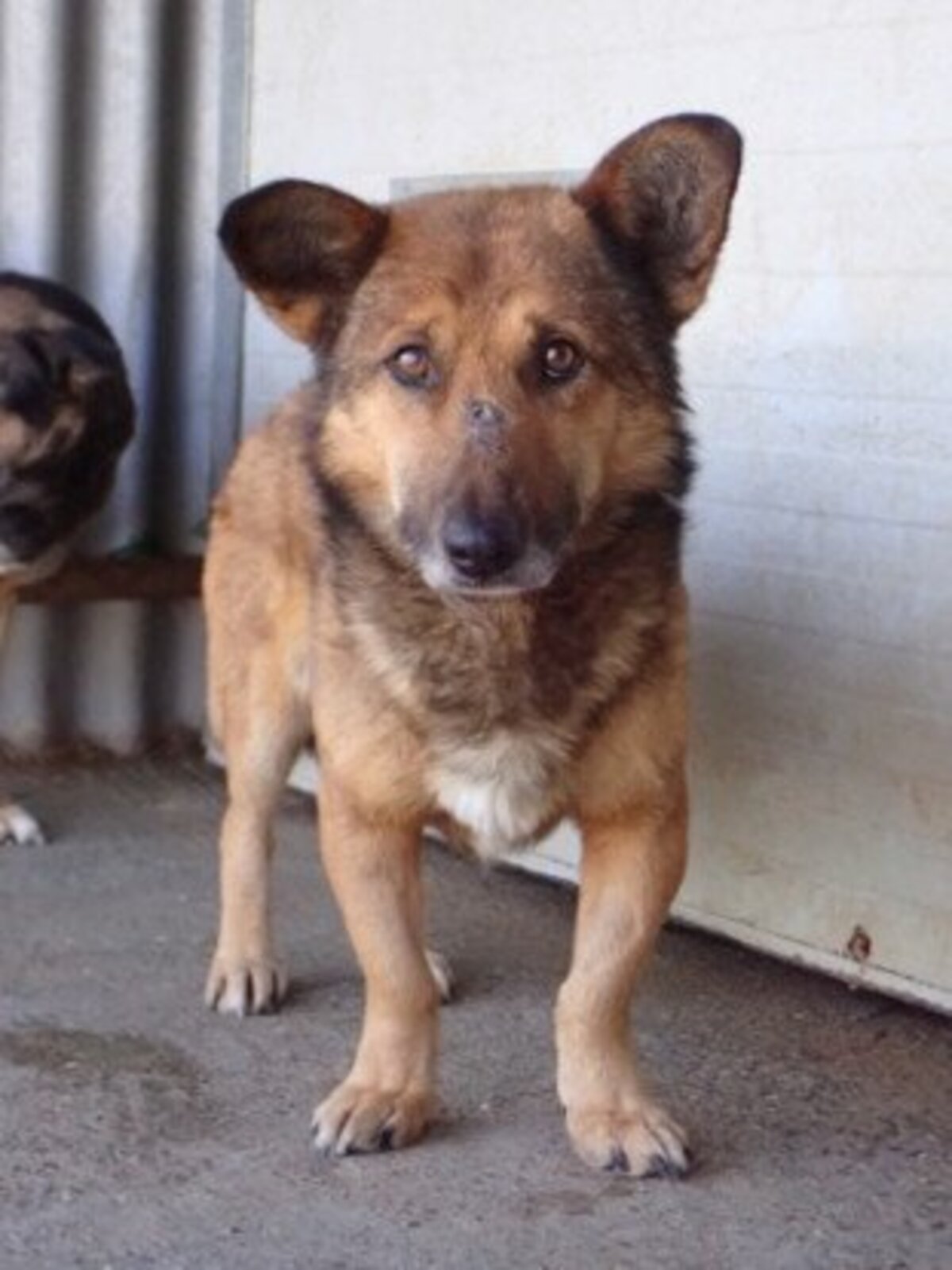 Adoption Comak