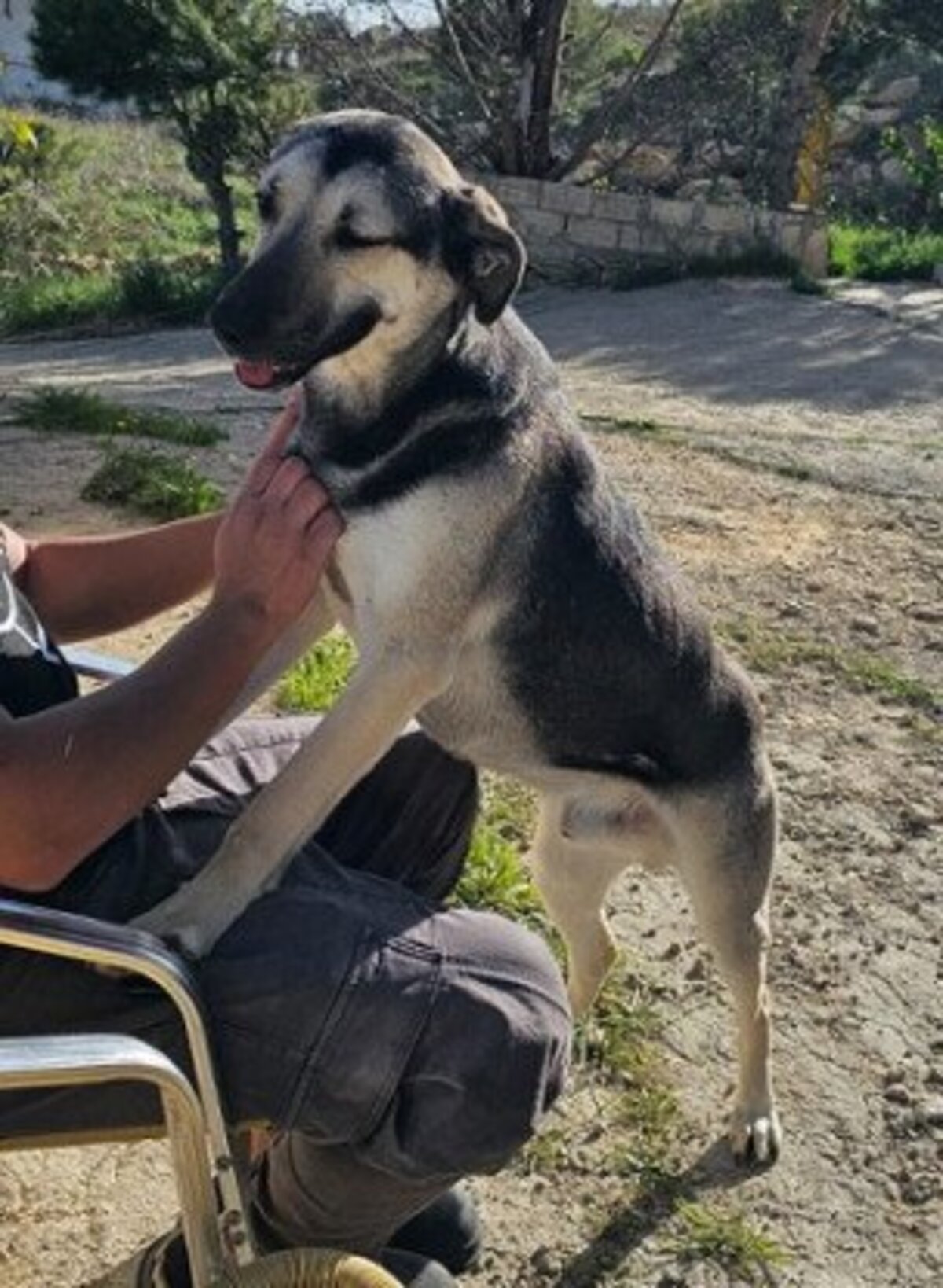 Adoption Como