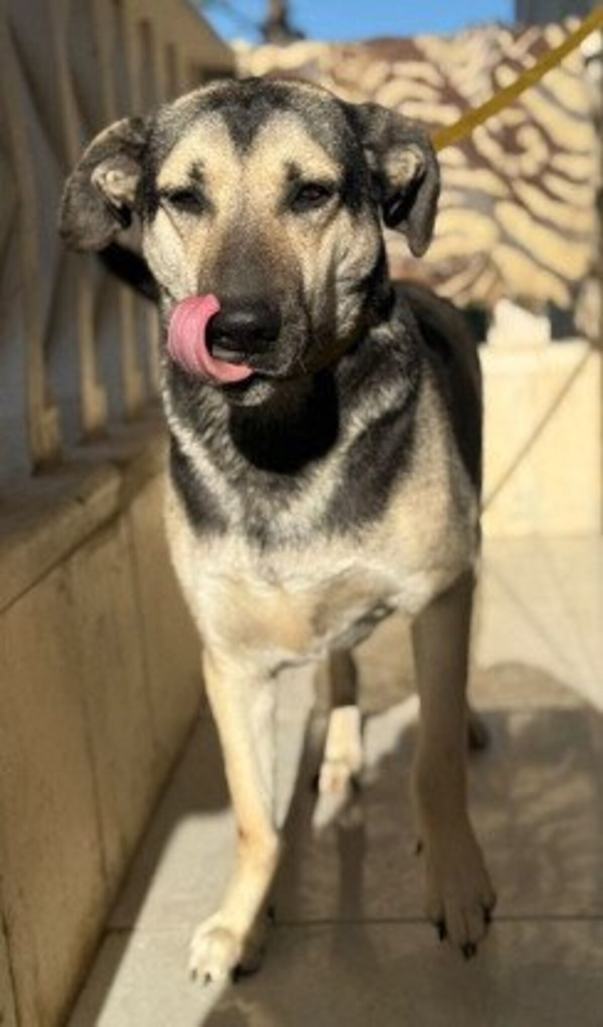 Adoption Como
