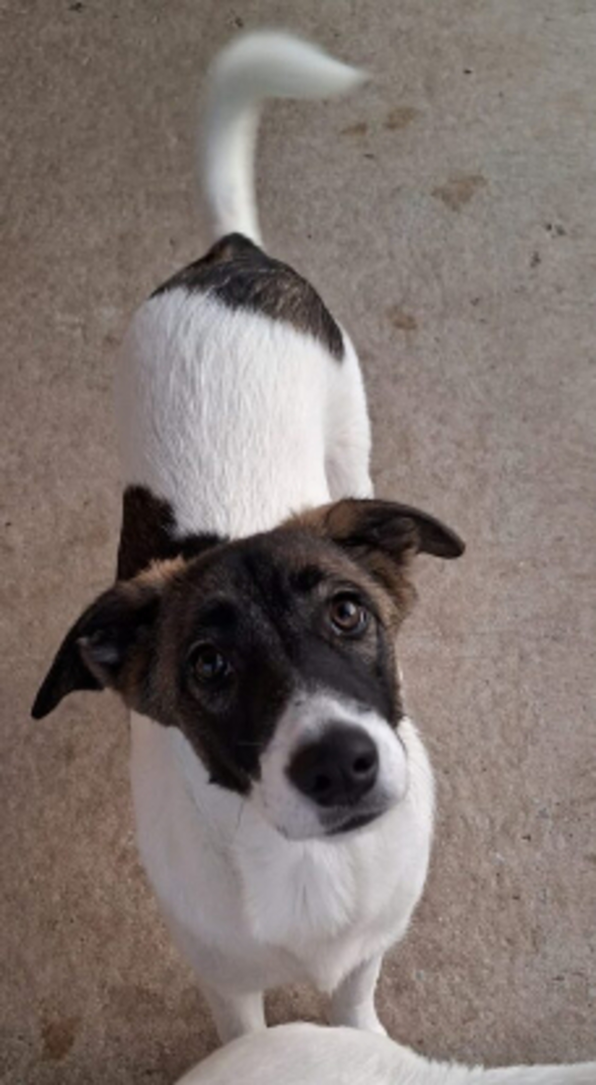 Adoption Cookie