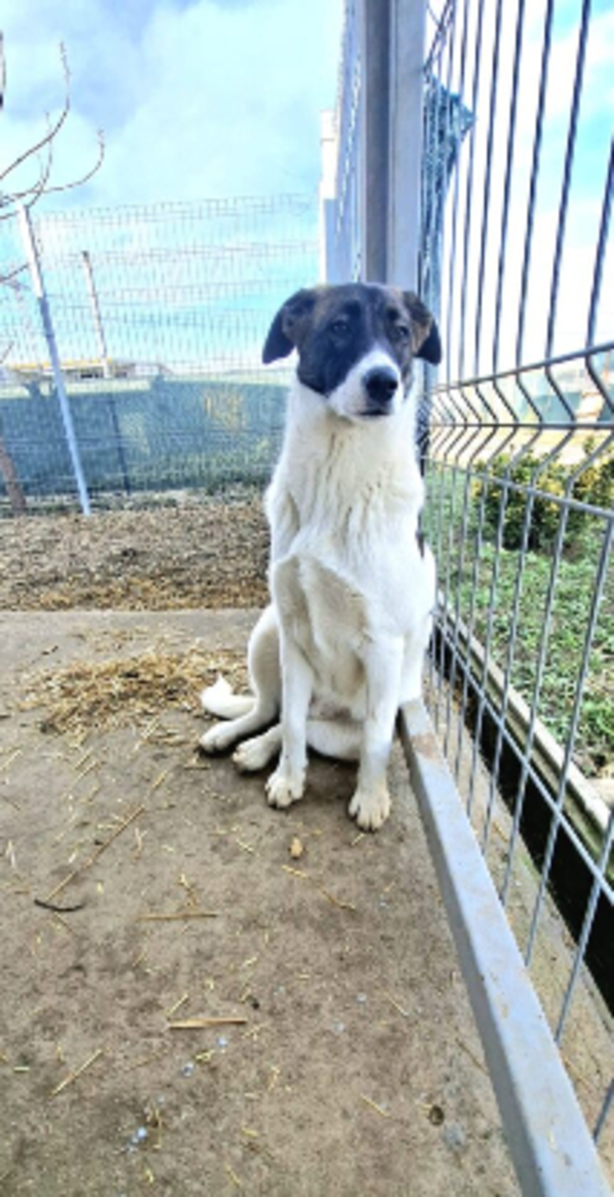 Adoption Cookie
