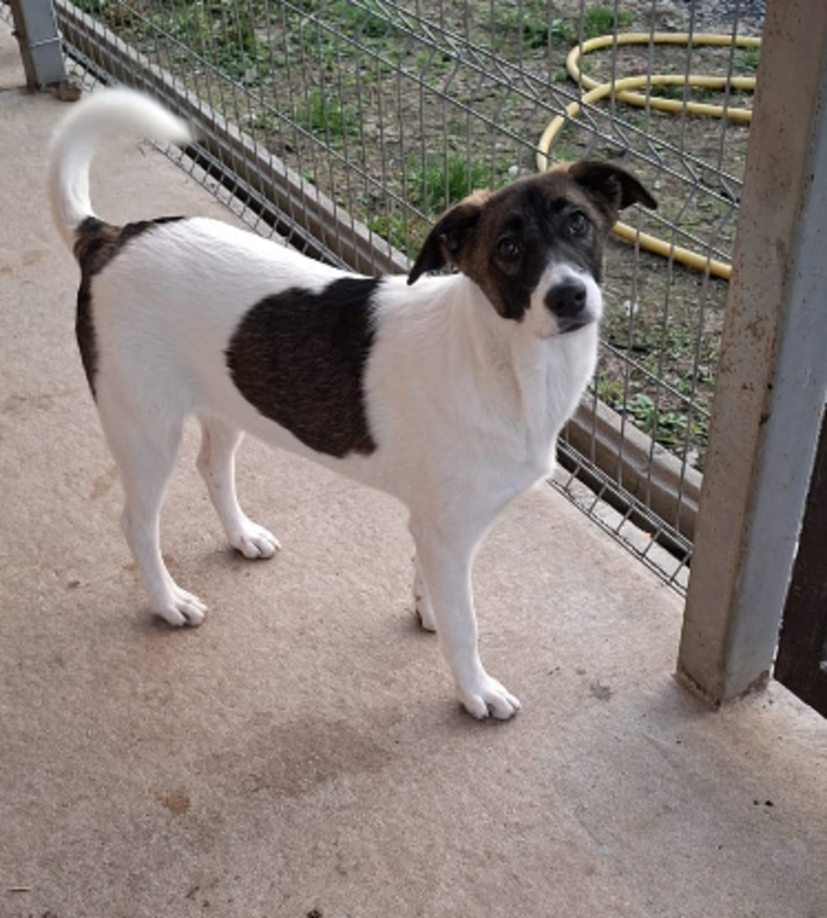 Adoption Cookie