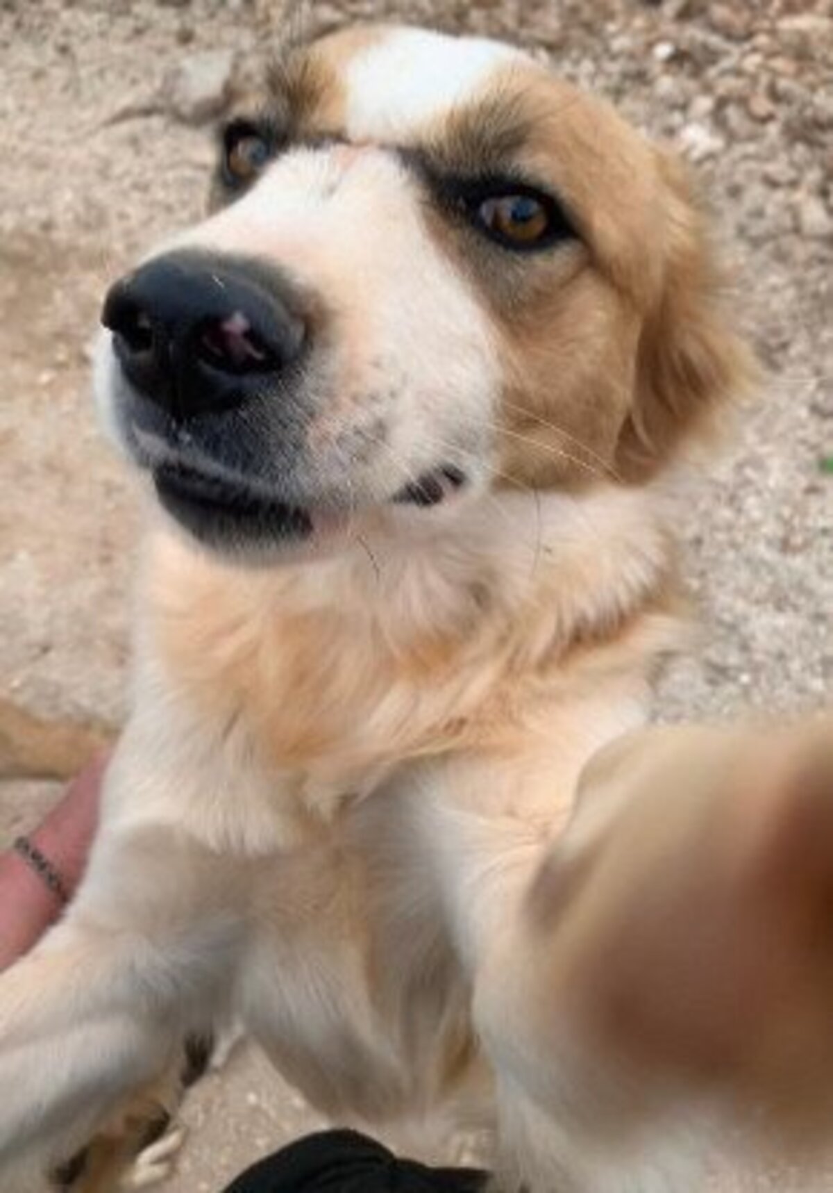 Adoption Cooper