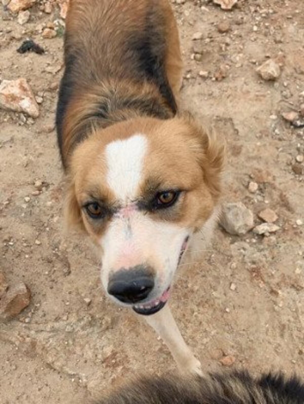 Adoption Cooper