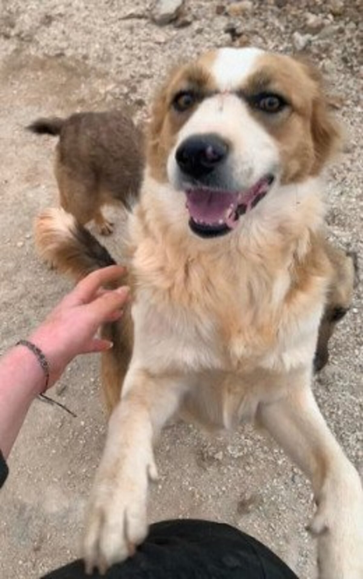 Adoption Cooper