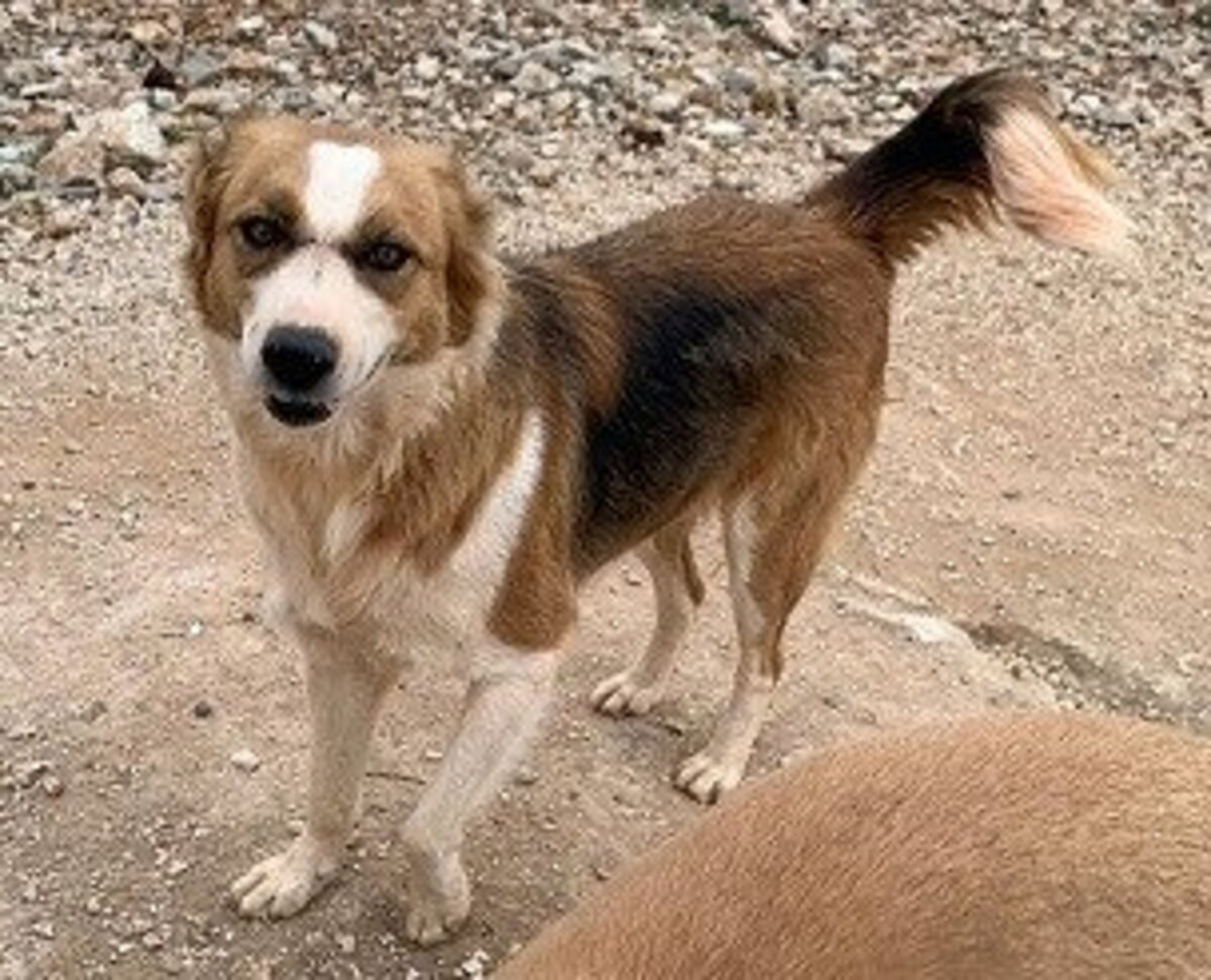 Adoption Cooper