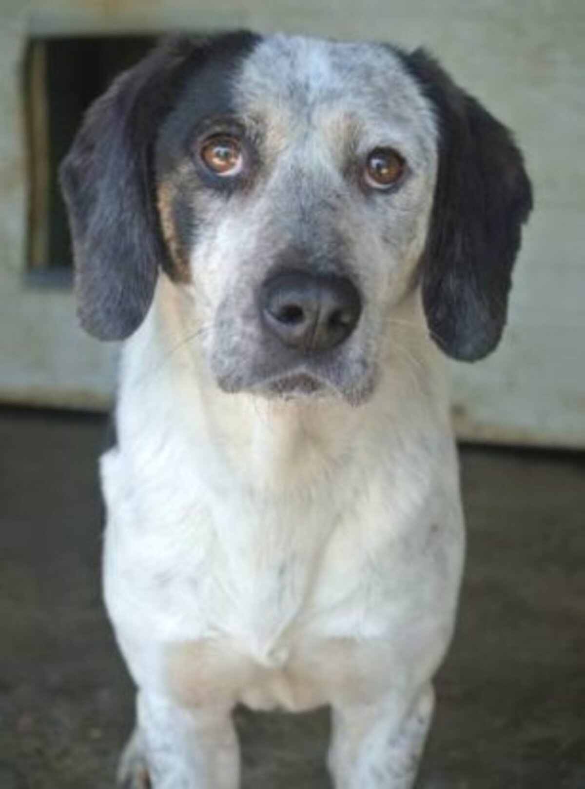 Adoption Copernica