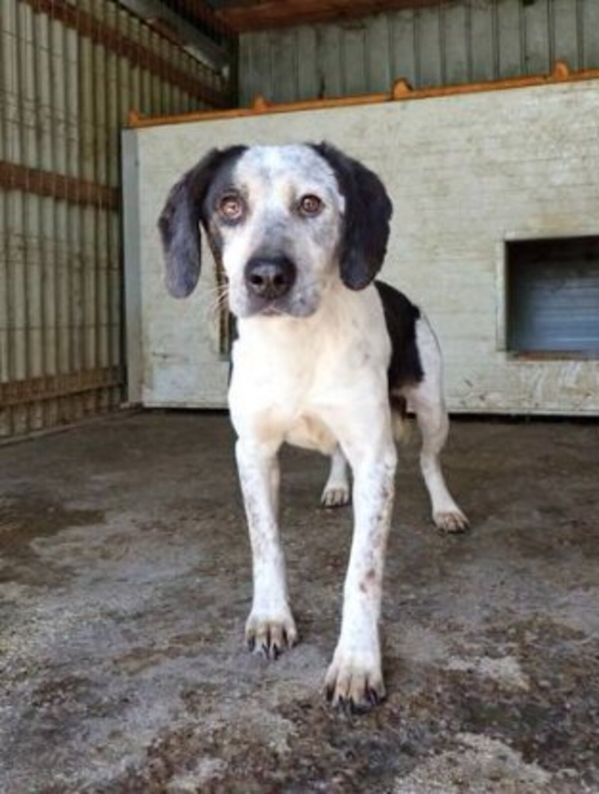Adoption Copernica