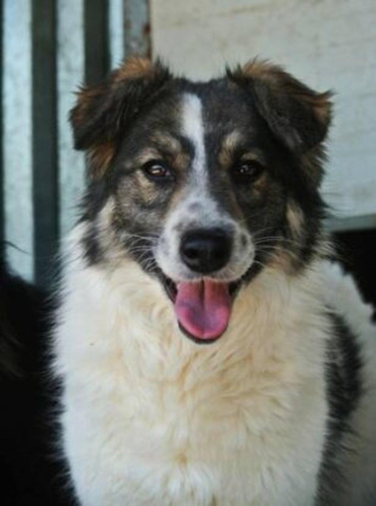 Adoption Coral