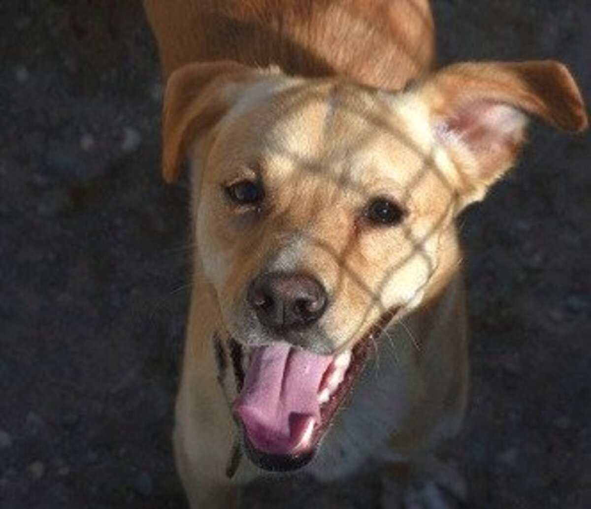Adoption Cordobes