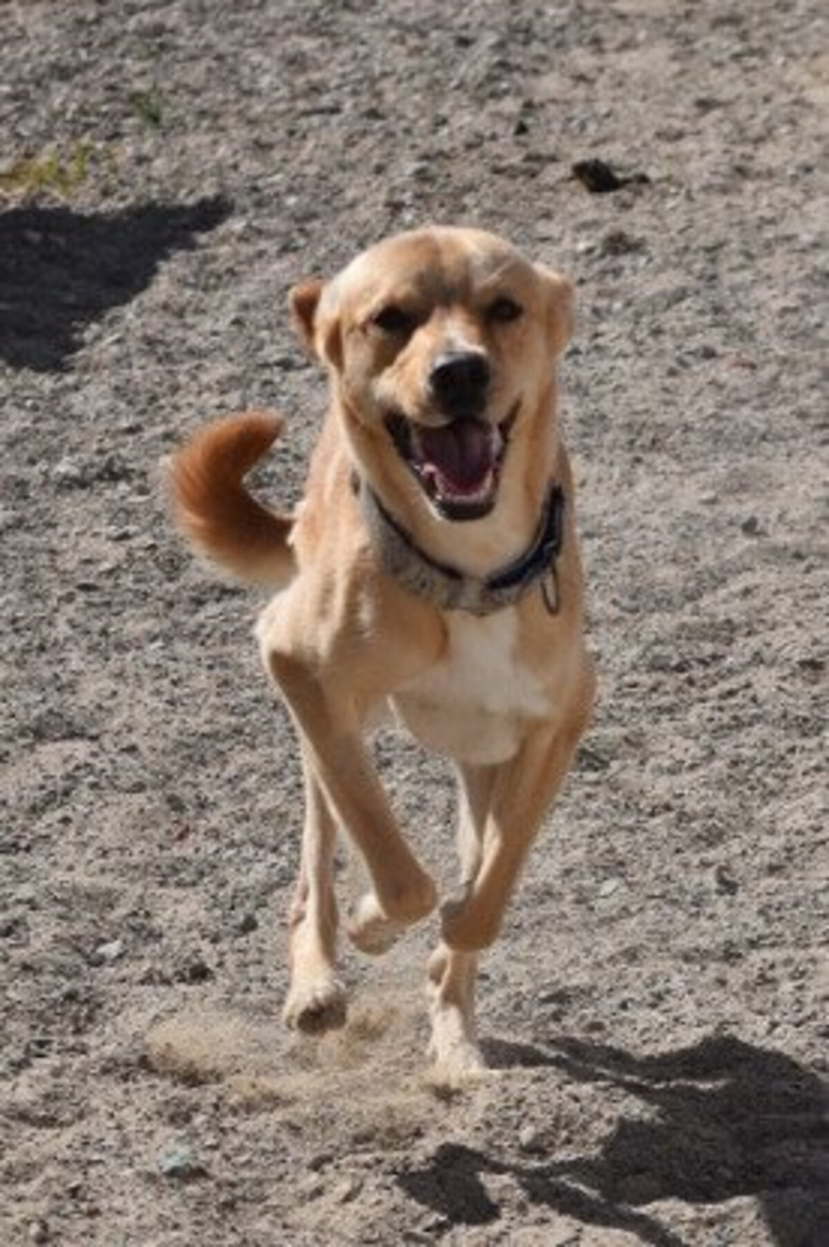 Adoption Cordobes