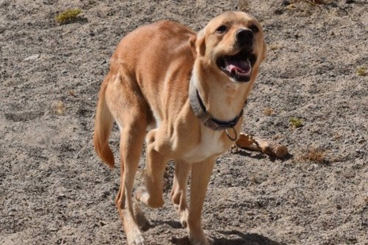 Adoption Cordobes
