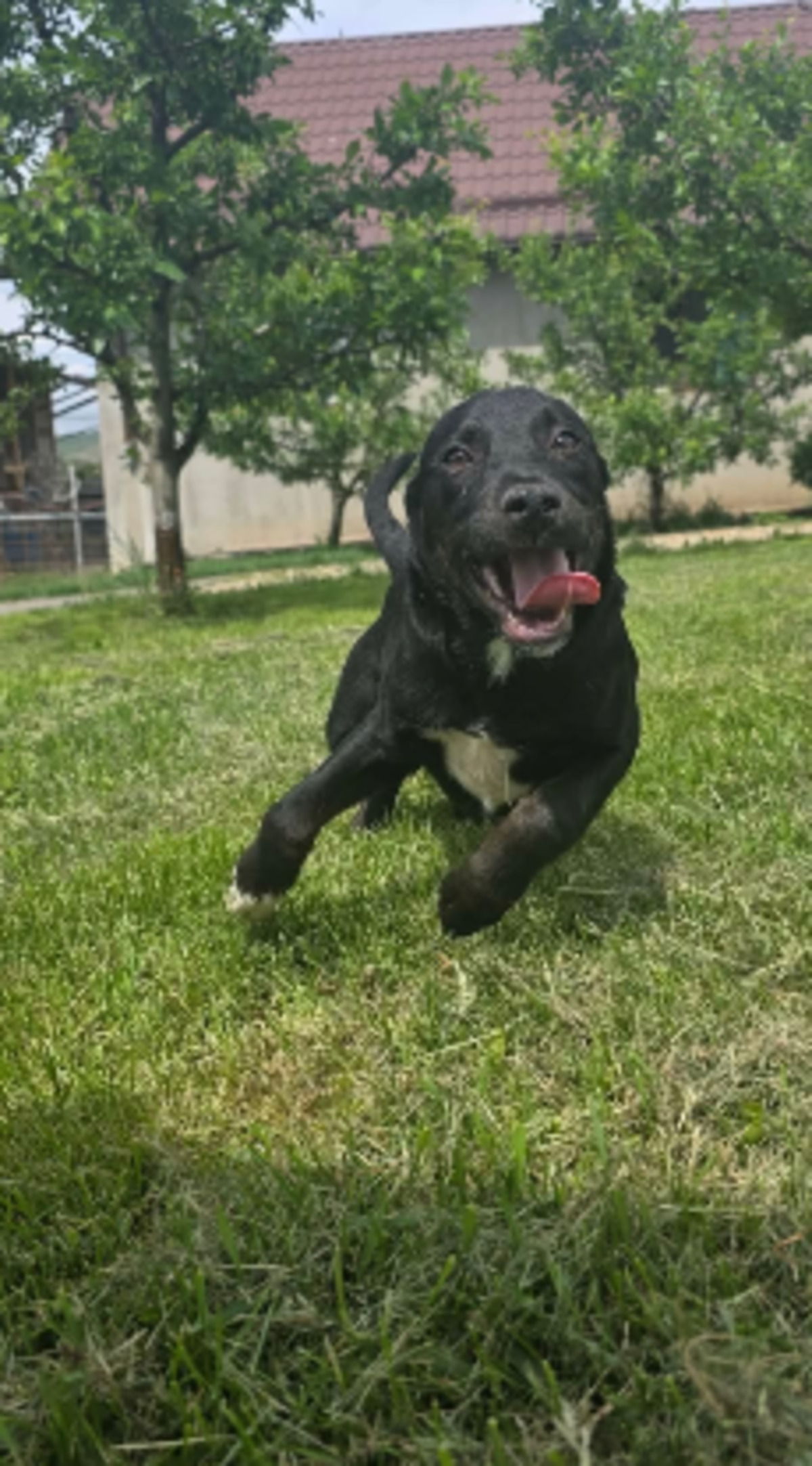 Adoption Corin