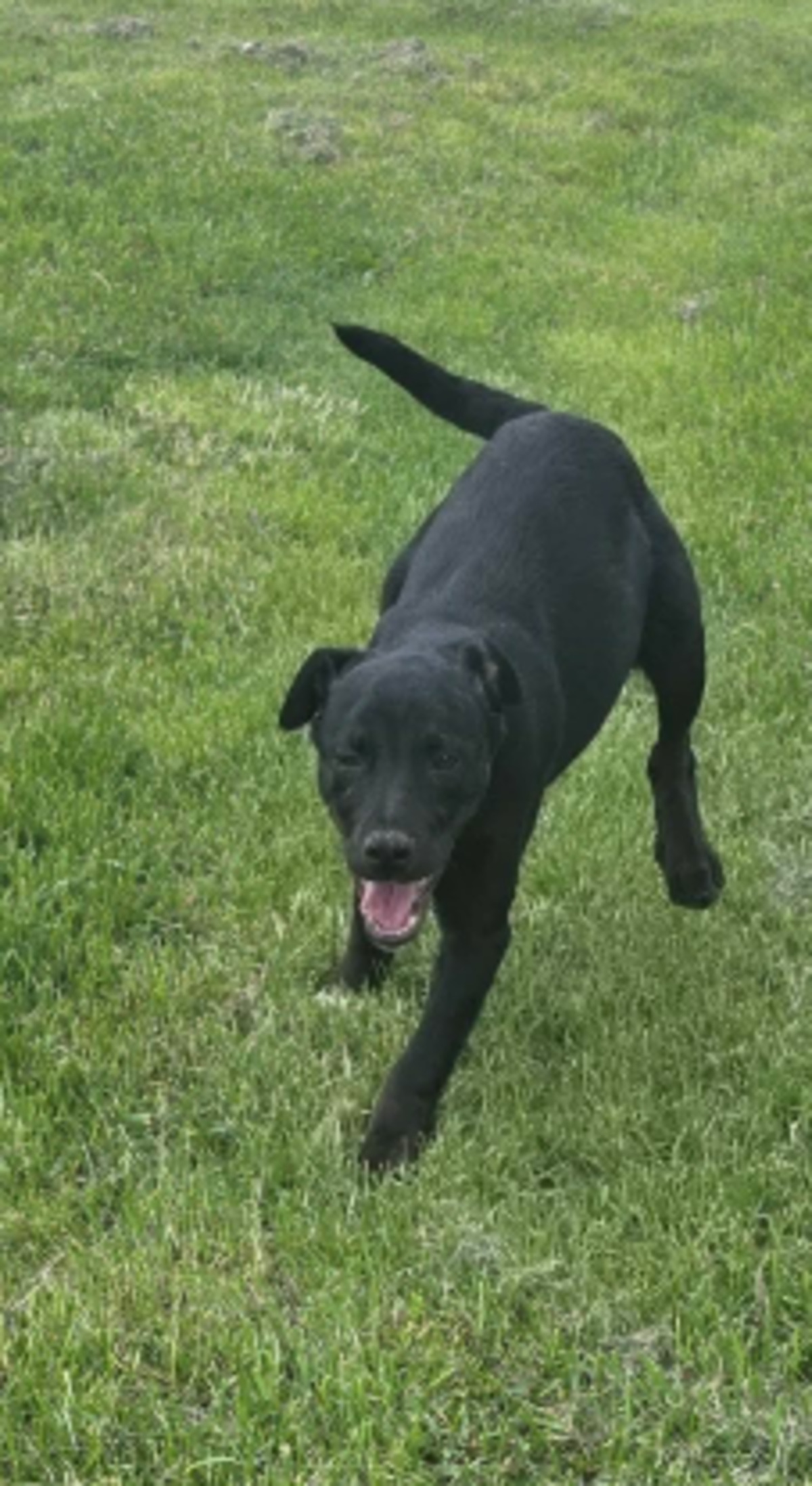 Adoption Corin