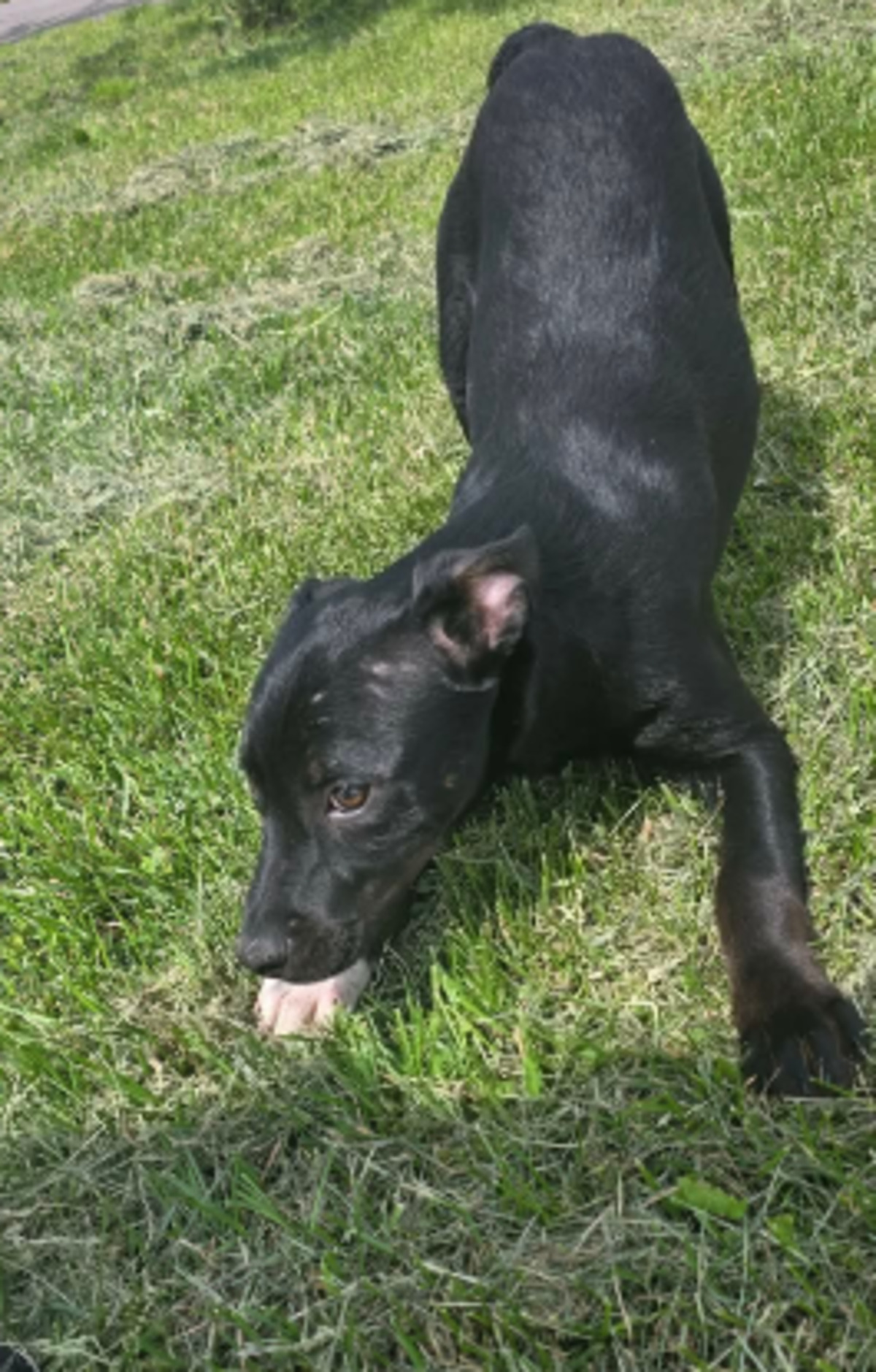 Adoption Corin