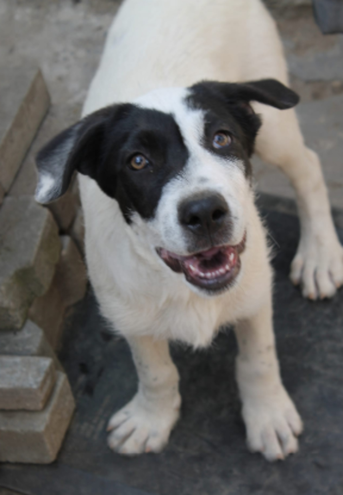 Adoption Costel
