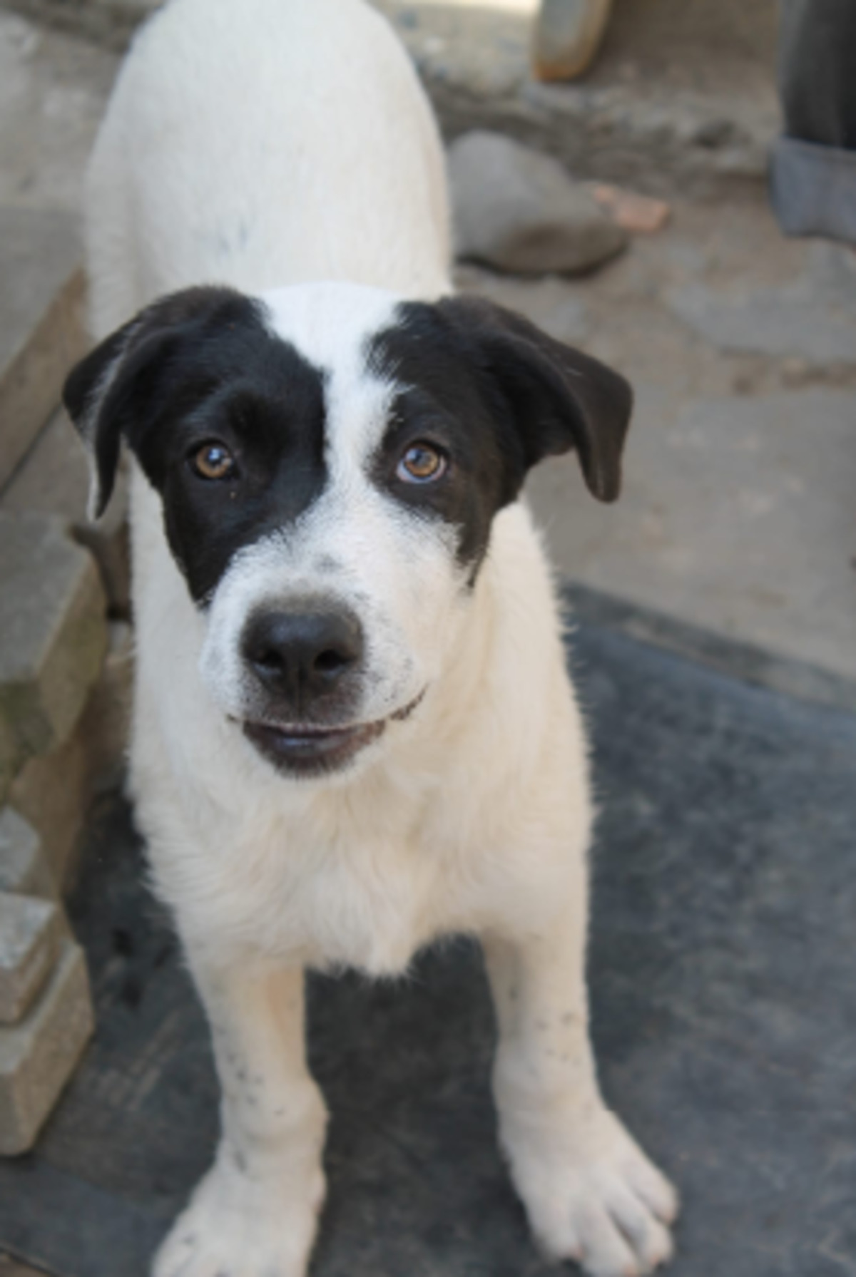Adoption Costel
