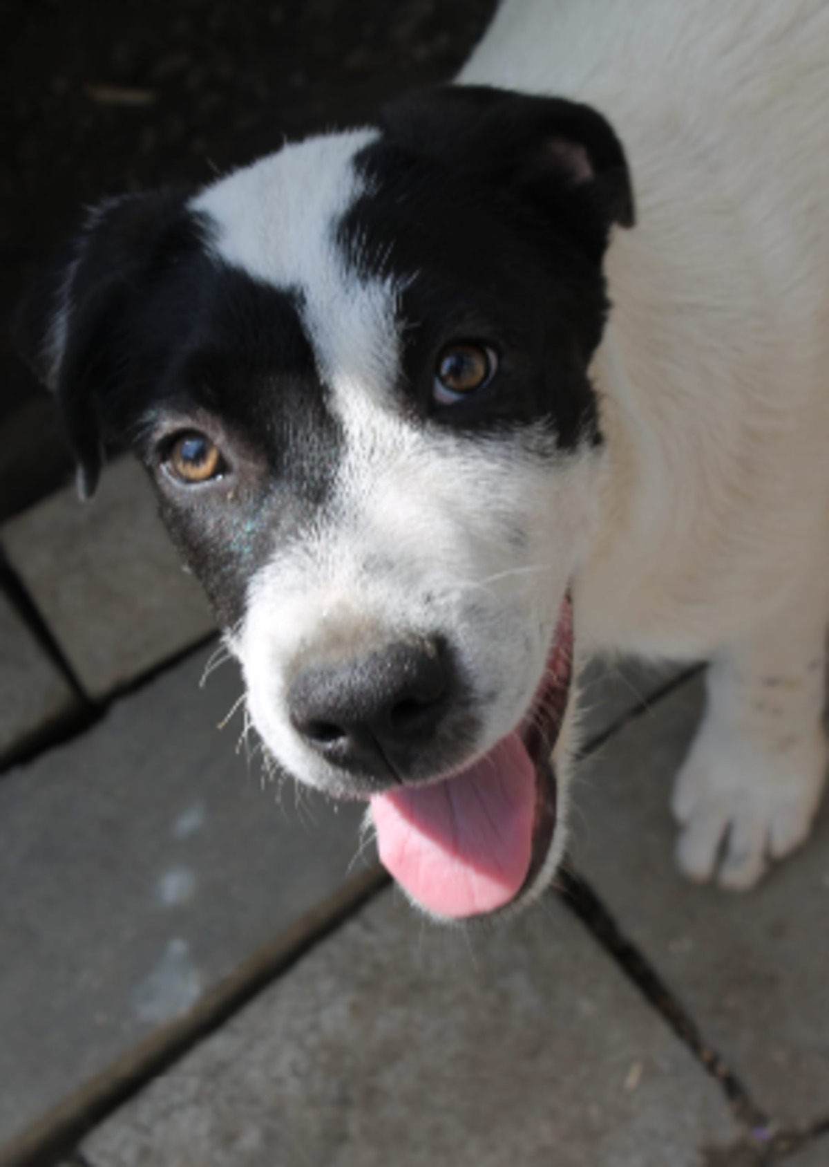 Adoption Costel