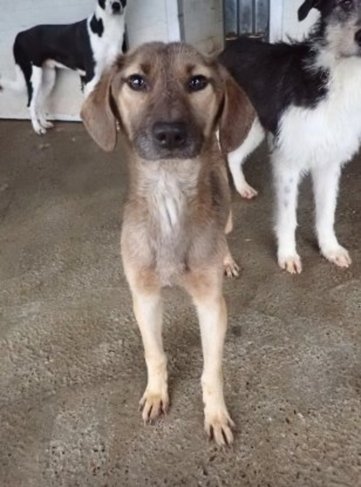 Adoption Courtney