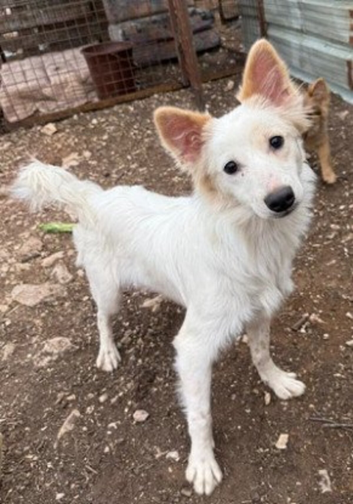 Adoption Cream