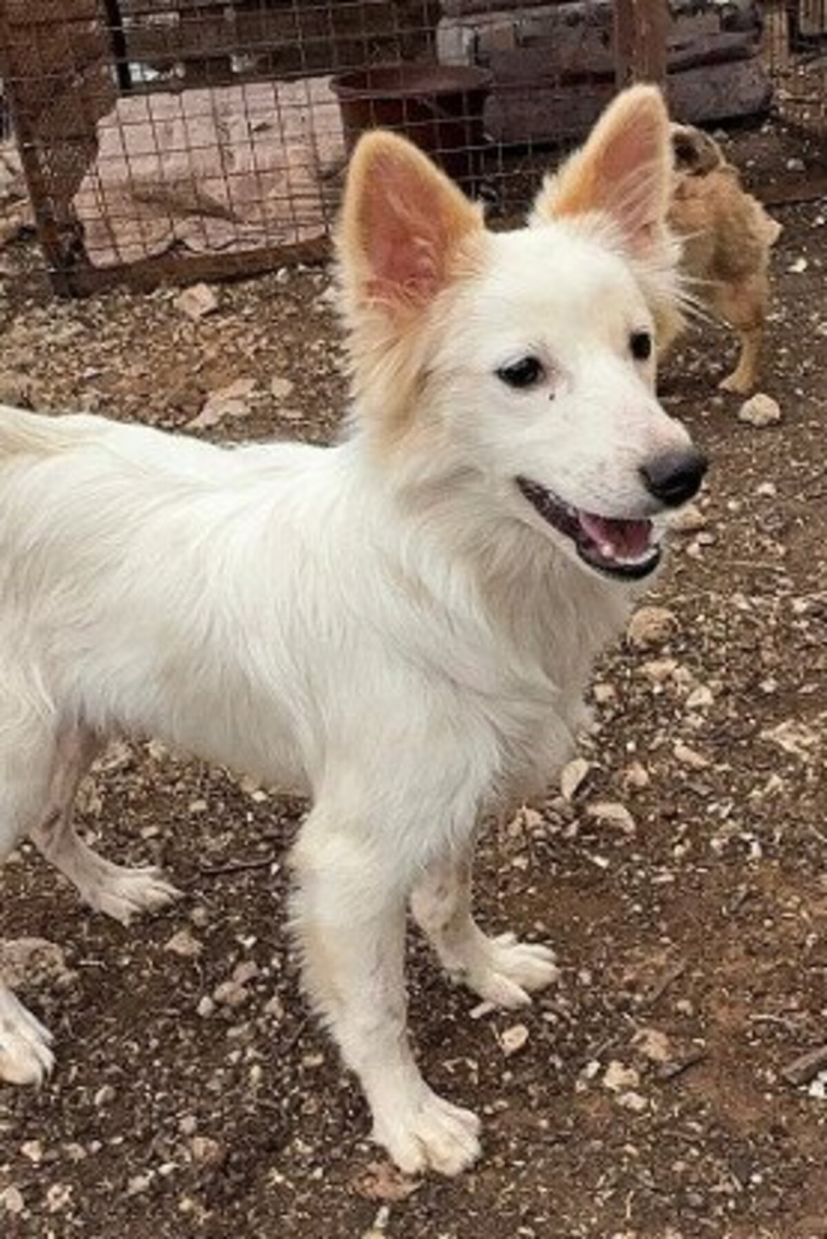 Adoption Cream