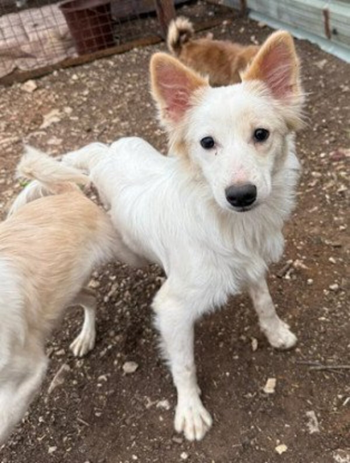 Adoption Cream