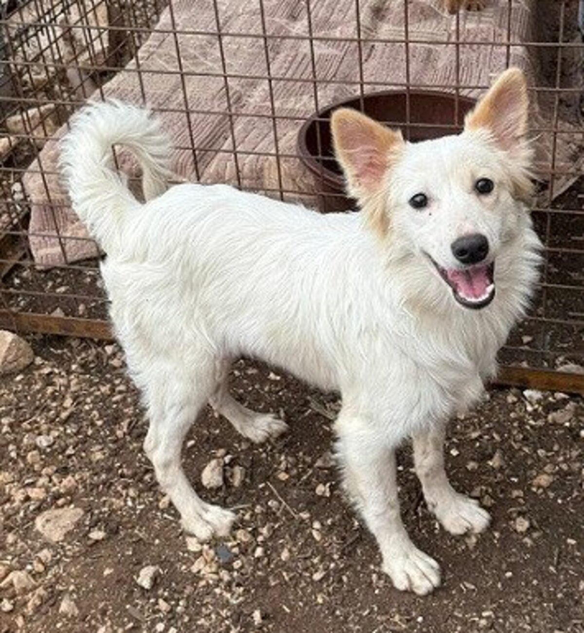 Adoption Cream