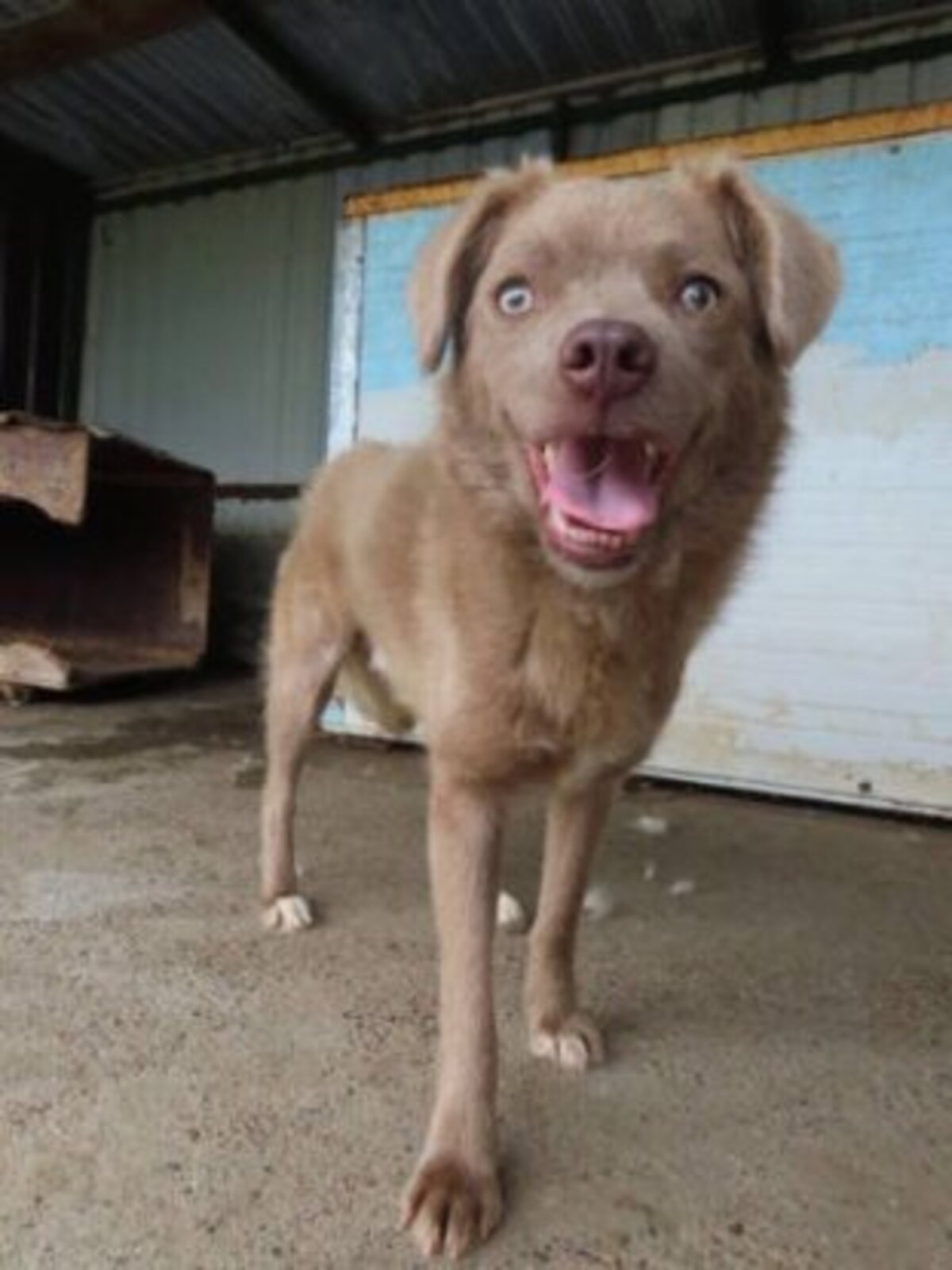 Adoption Cristesti