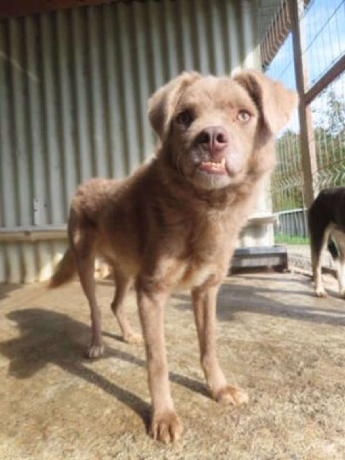 Adoption Cristesti