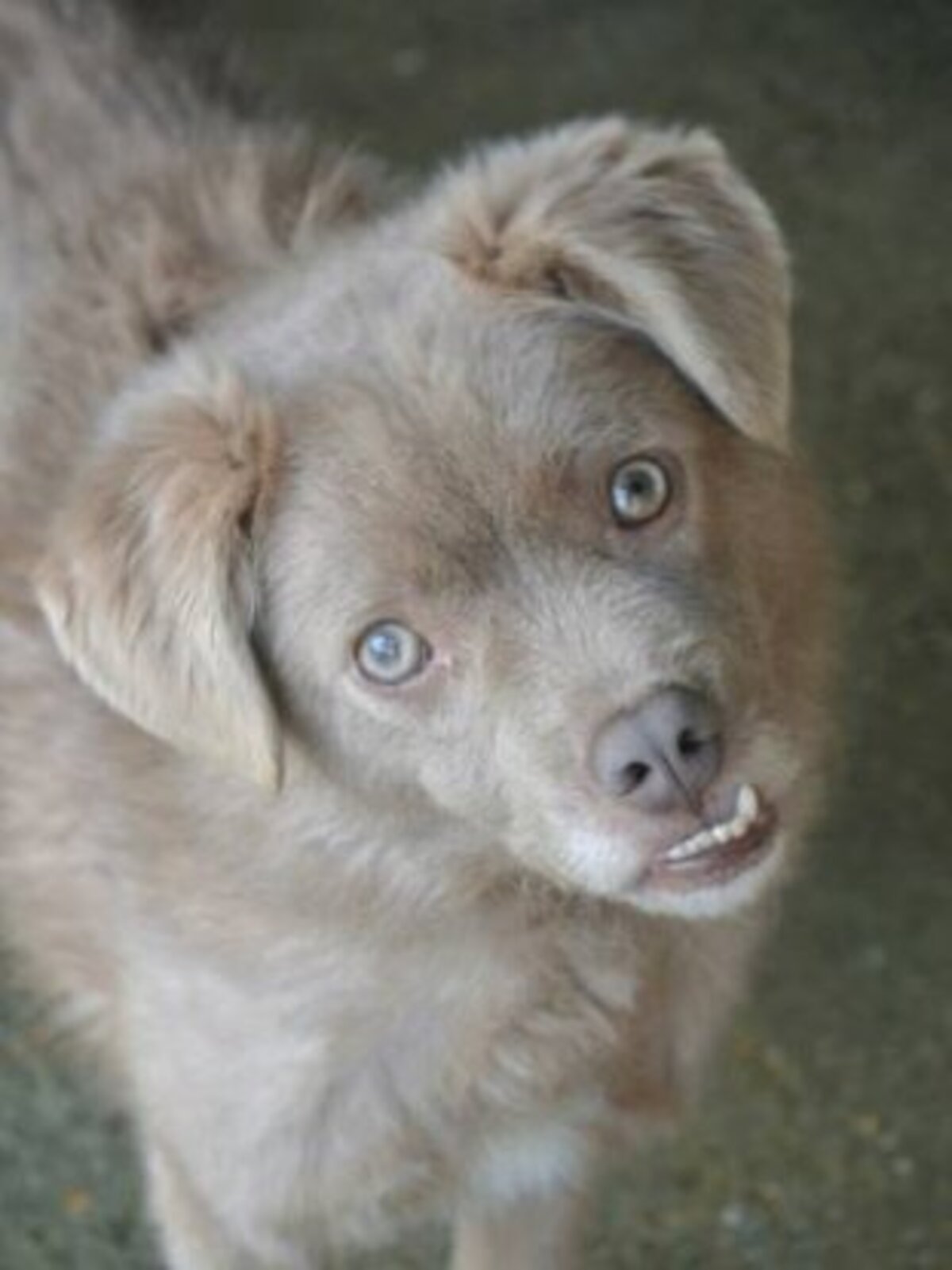 Adoption Cristesti