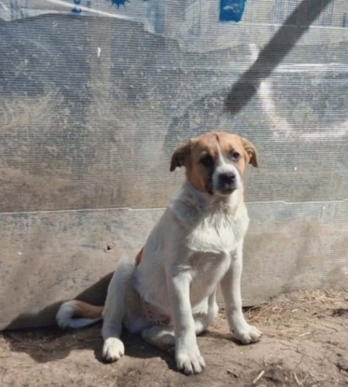 Adoption Crooki