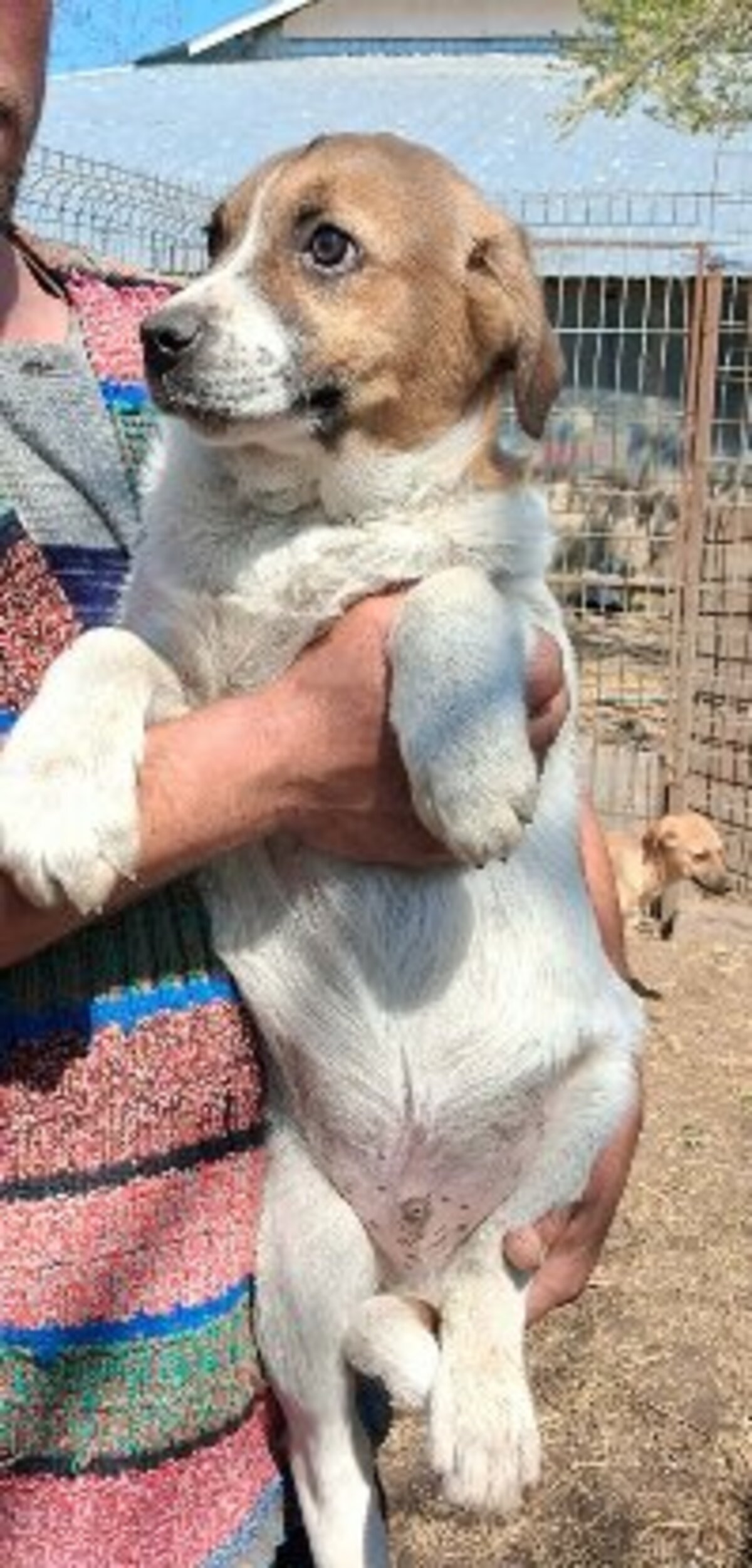 Adoption Crooki