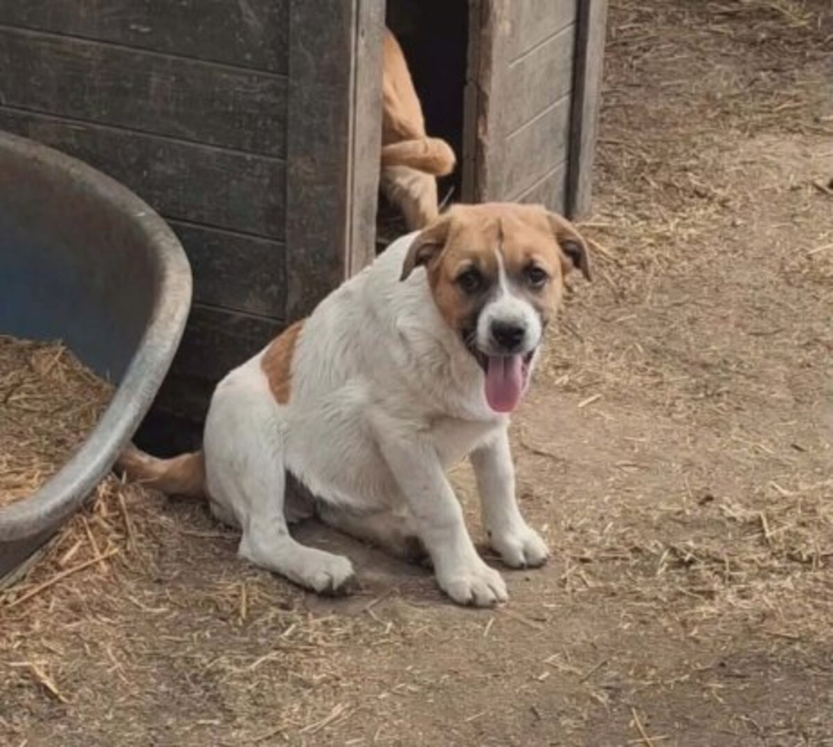 Adoption Crooki