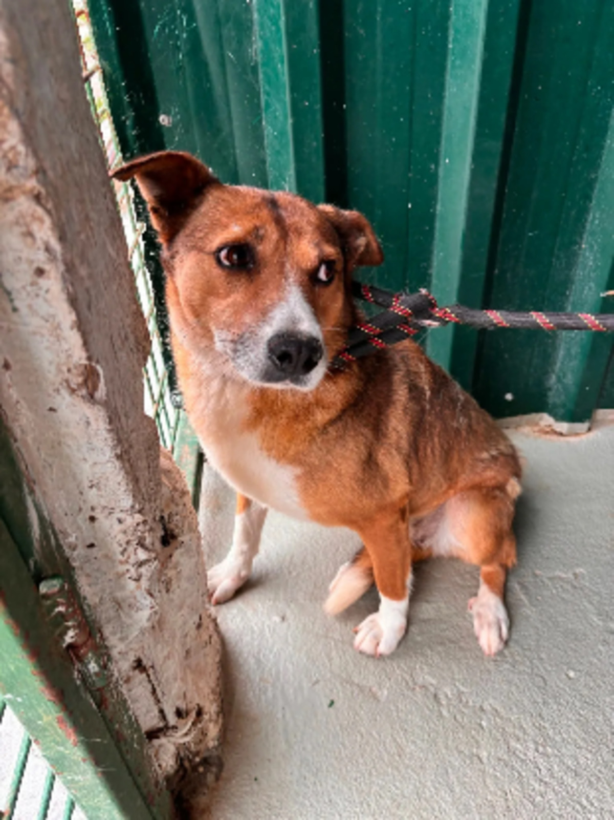 Adoption Cupida