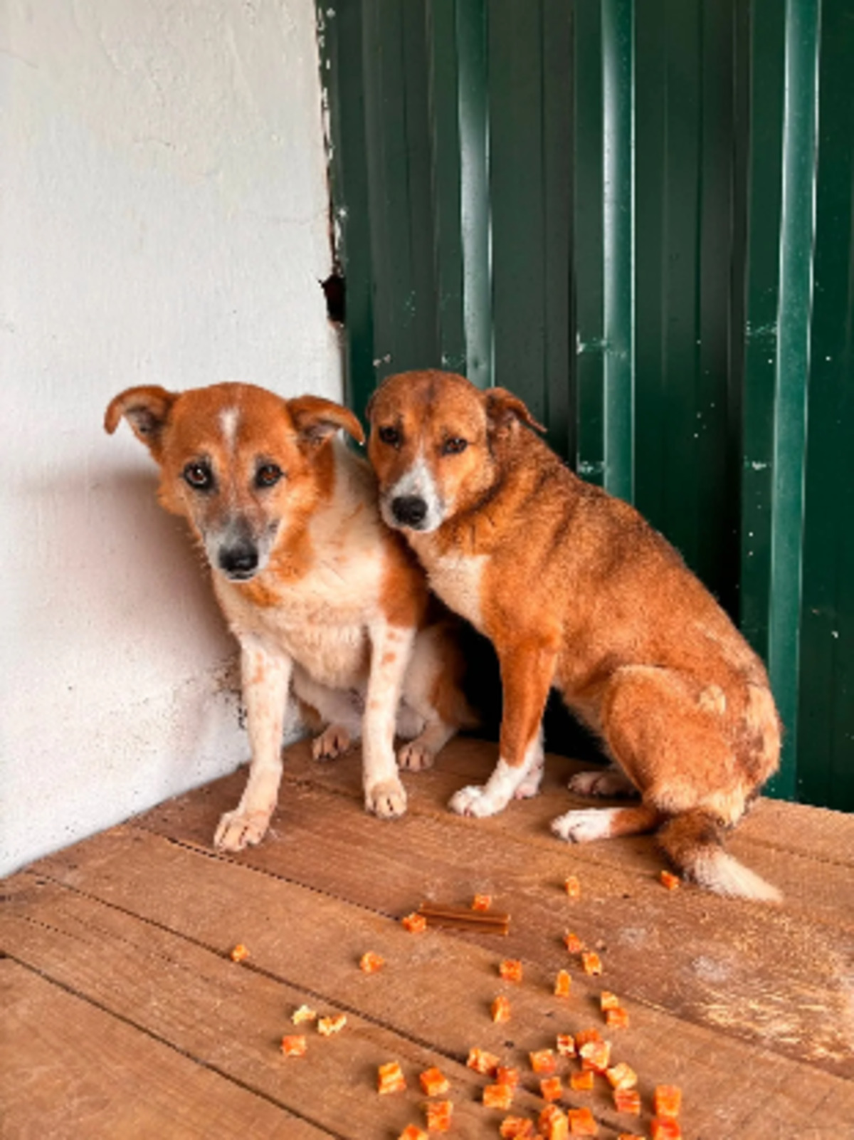 Adoption Cupida