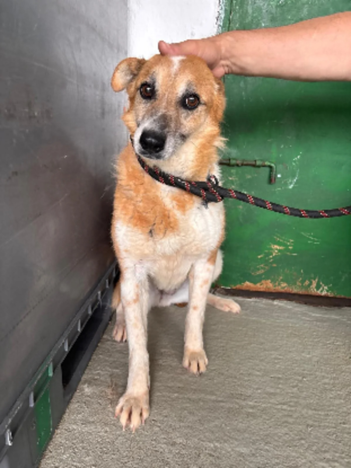 Adoption Cupidon